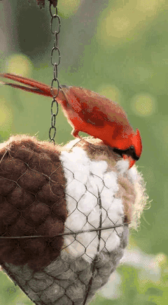 🔥LAST DAY 50% OFF - 🕊️🏡Handmade Natural Alpaca Fiber Bird Nesting Heart❤️Bird lovers gift
