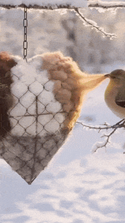 🔥LAST DAY 50% OFF - 🕊️🏡Handmade Natural Alpaca Fiber Bird Nesting Heart❤️Bird lovers gift